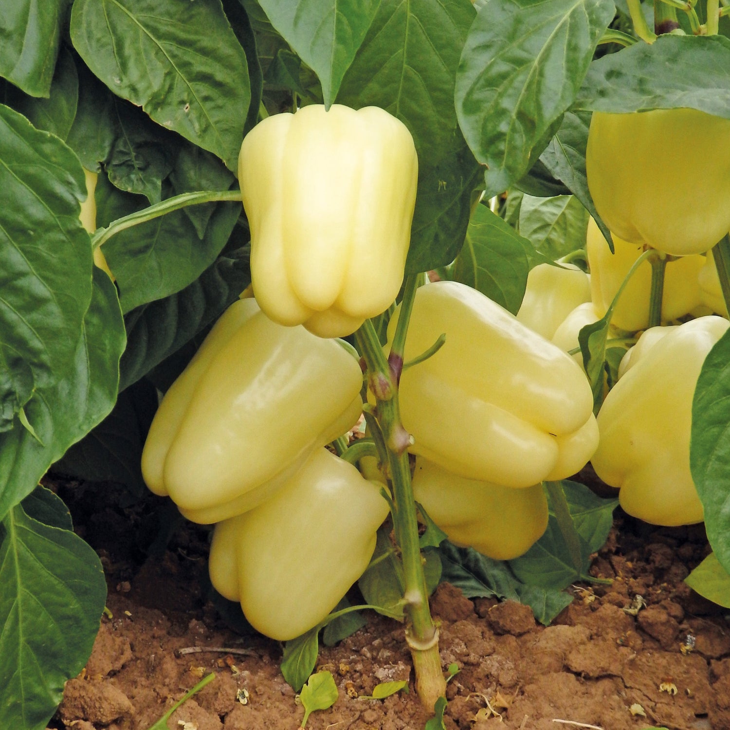 Hybrid White Bell Pepper - Blancina