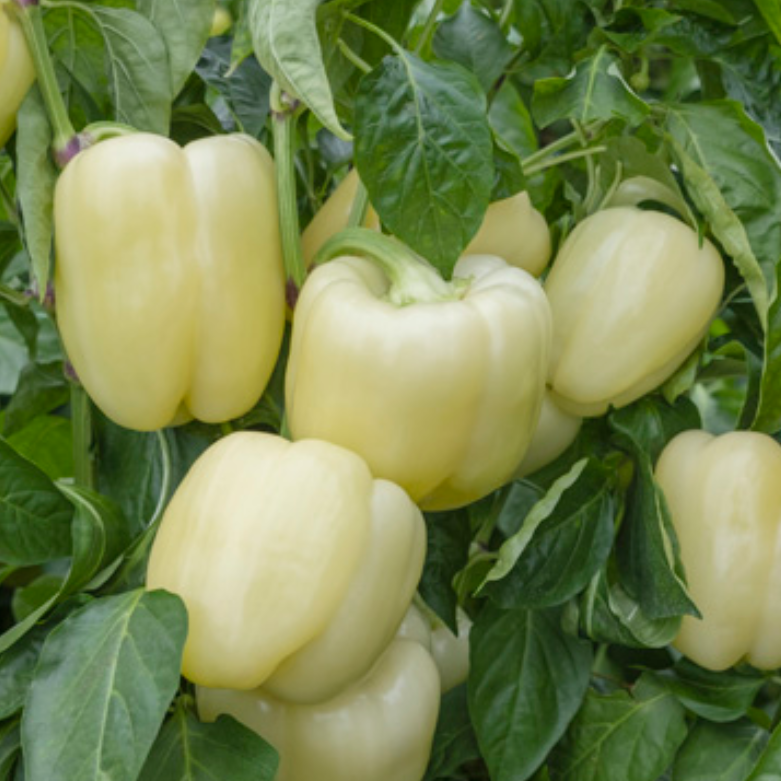 Hybrid White Bell Pepper - Blancina