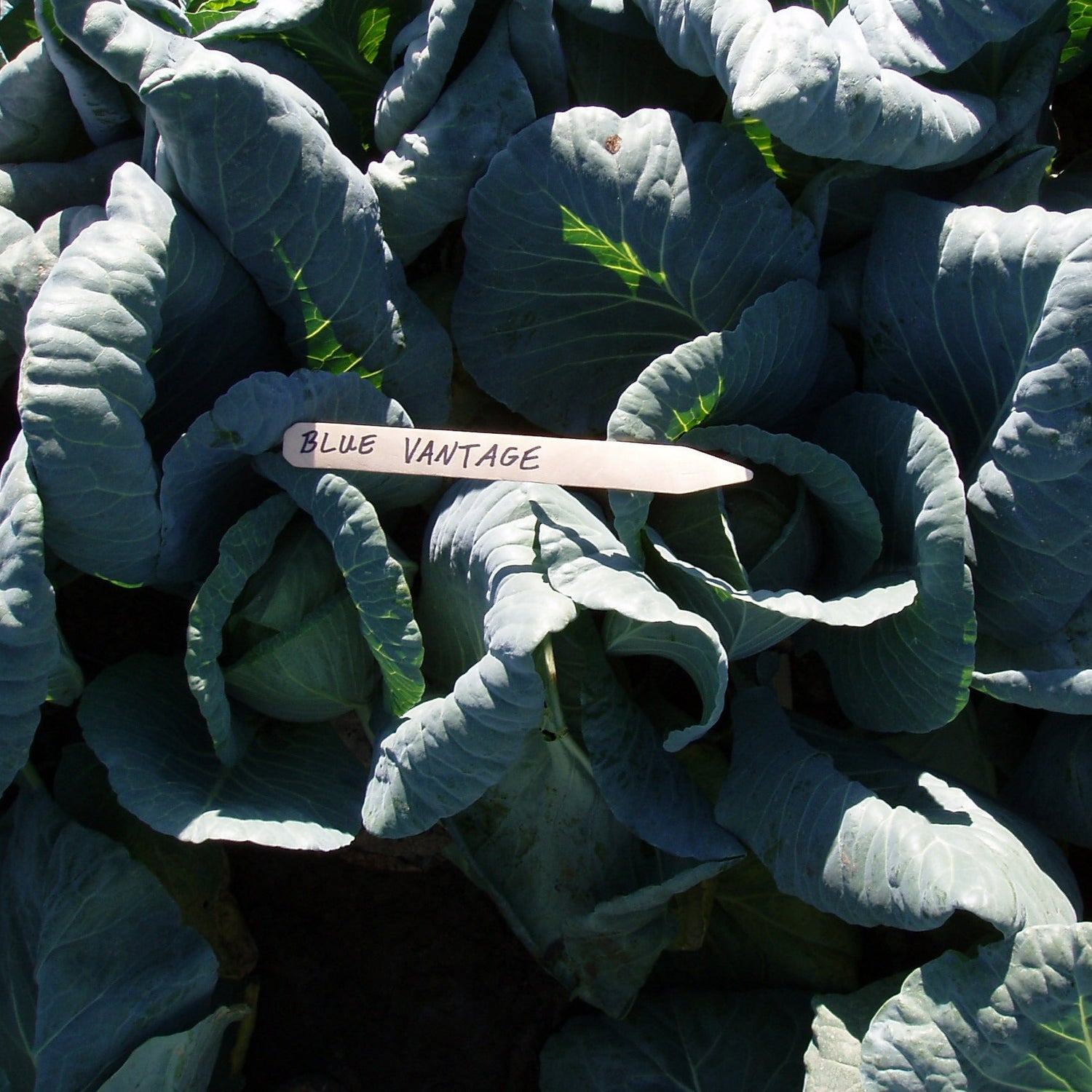 Hybrid Green Cabbage - Blue Vantage