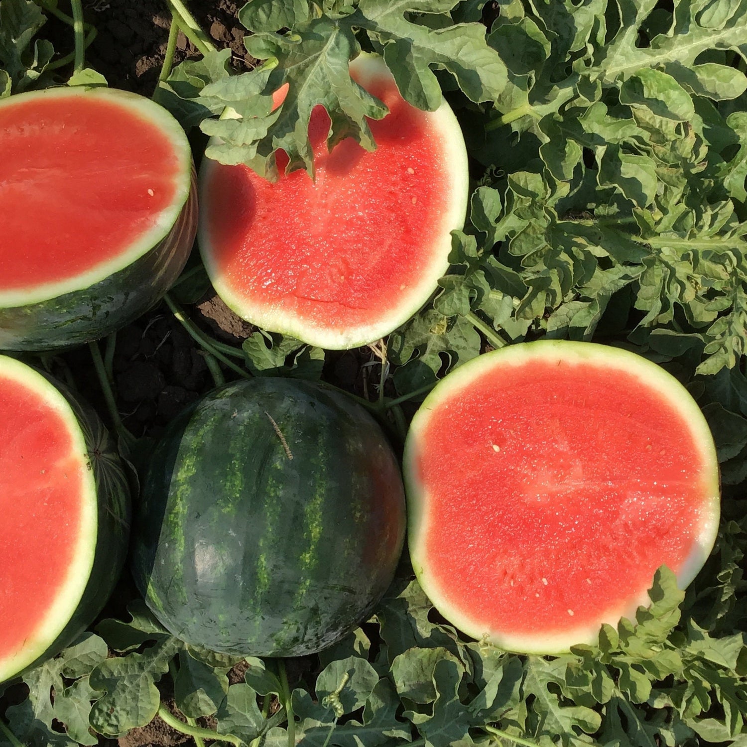 Hybrid Triploid (Seedless) Personal Size Watermelon - Bolita