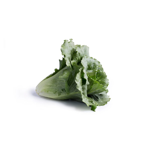 Hybrid Green Crunchy Romaine Lettuce - Calesita RZ