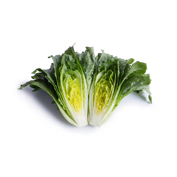 Hybrid Green Crunchy Romaine Lettuce - Calesita RZ