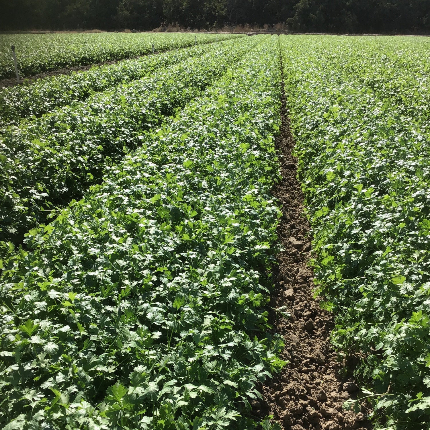 OP Coriander (Cilantro) - Calypso