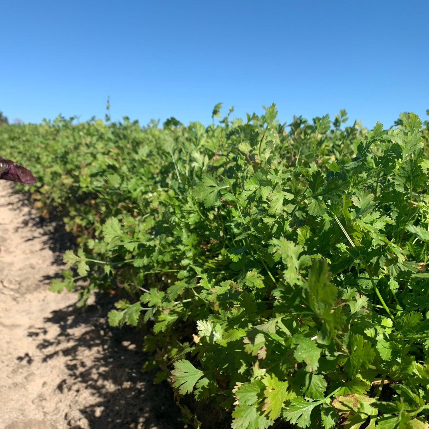 OP Coriander (Cilantro) - Calypso