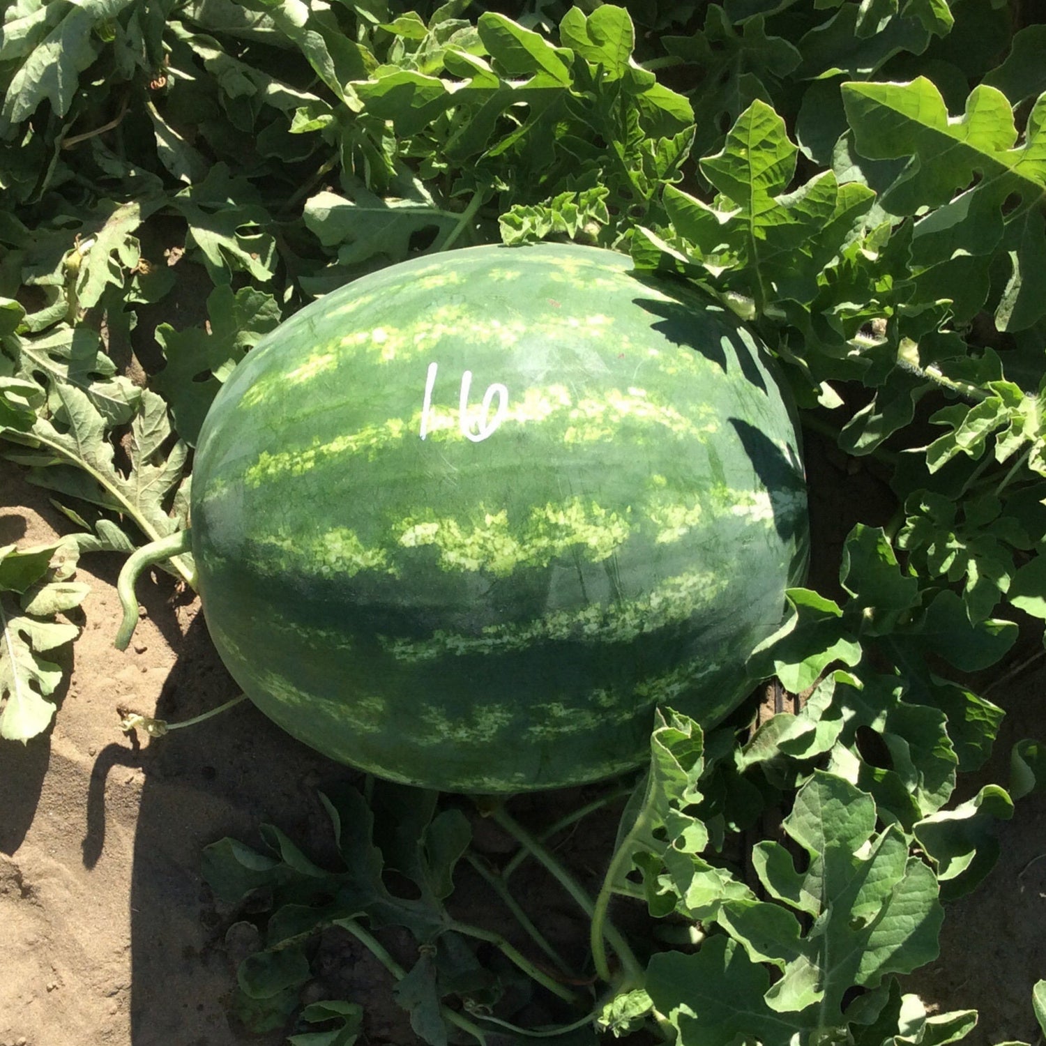 Hybrid Triploid (Seedless) Crimson Sweet Rind Watermelon - Captivation