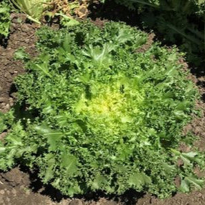 OP Endive - Carleta