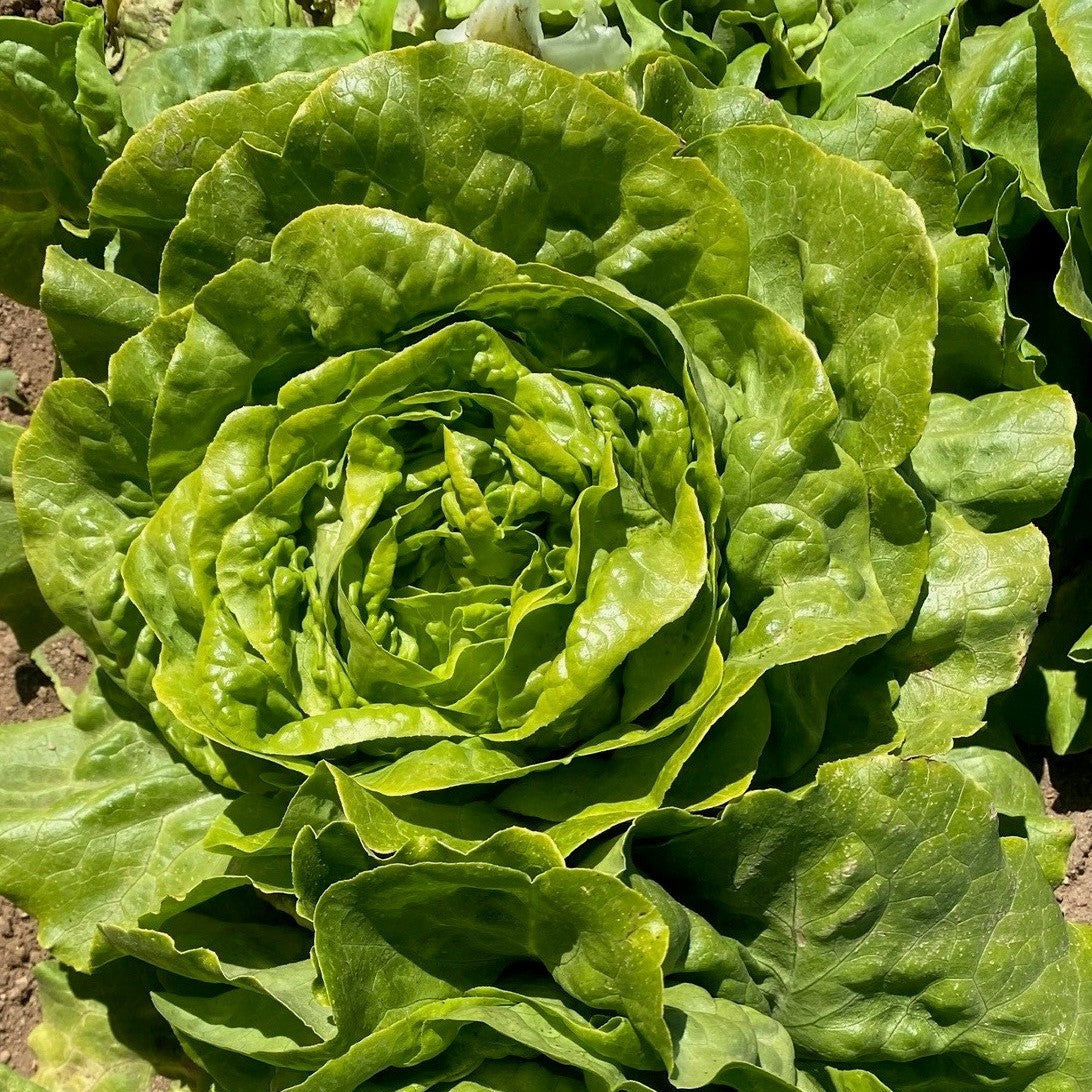 OP Green Butterhead Lettuce - Carmanda