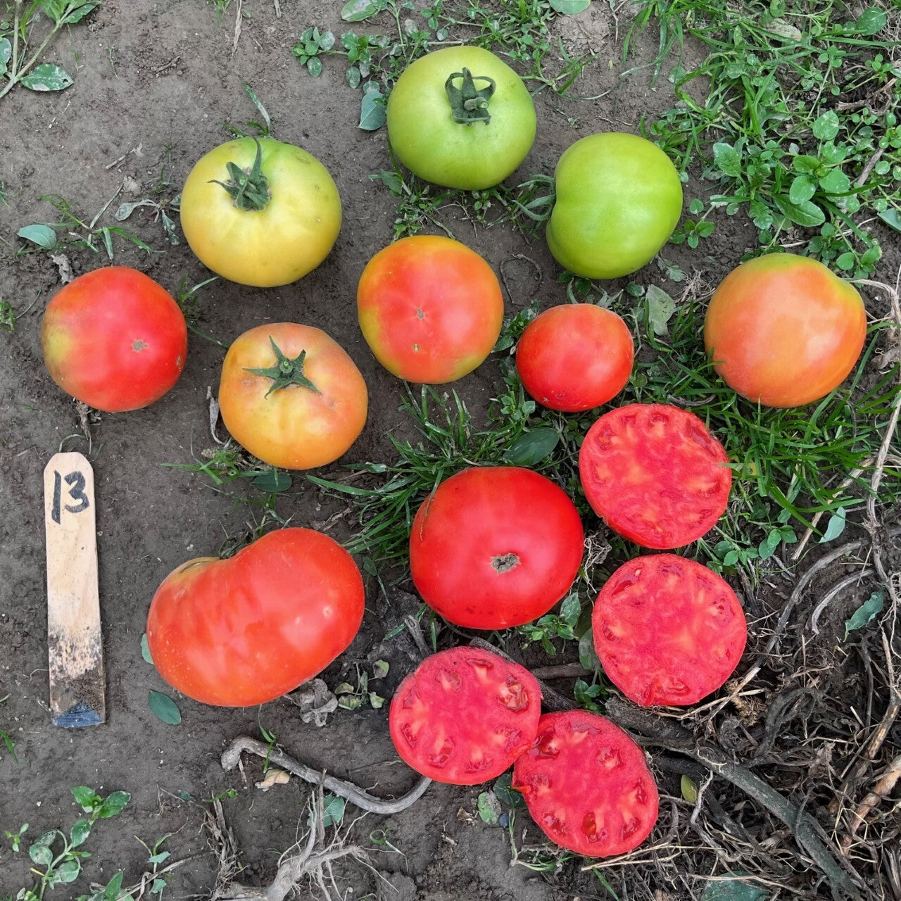 Hybrid Round Red Tomato - Carole