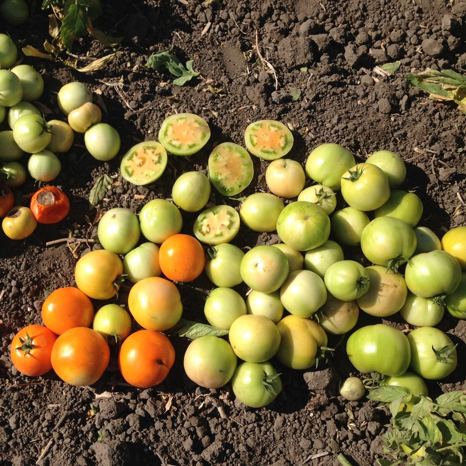 Hybrid Round Yellow Tomato - Carolina Gold