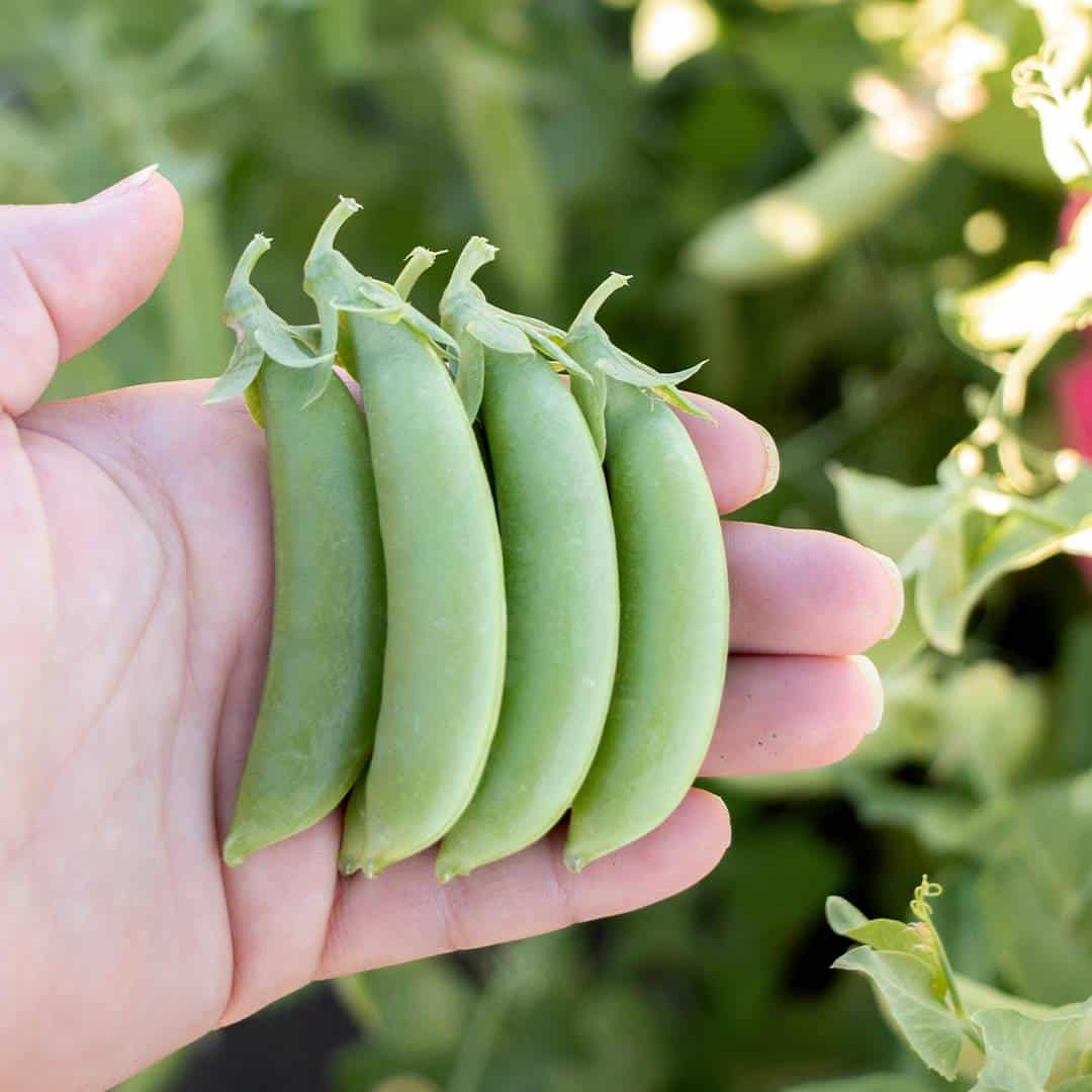 OP Snap Pea - Cascadia