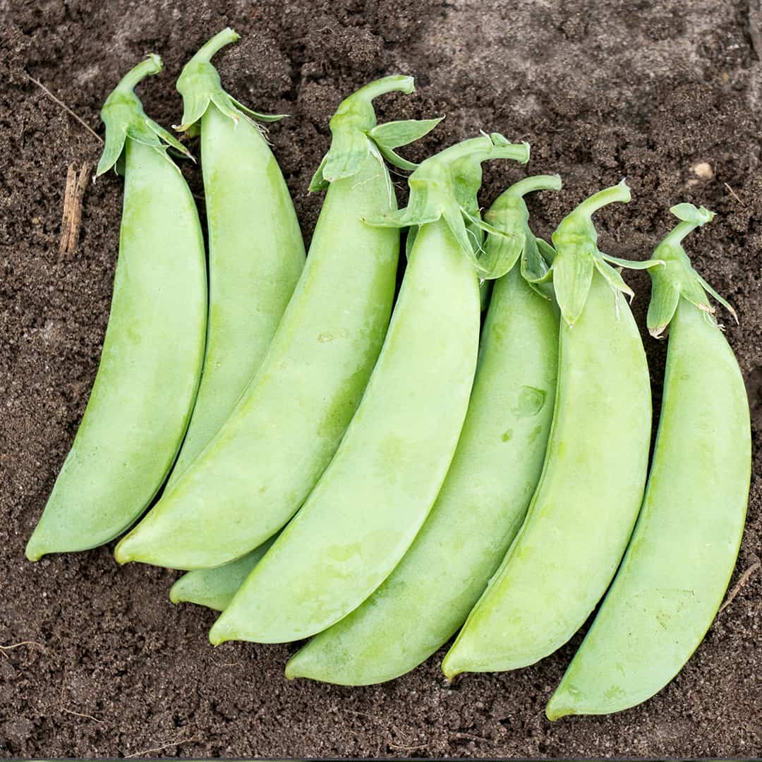 OP Snap Pea - Cascadia