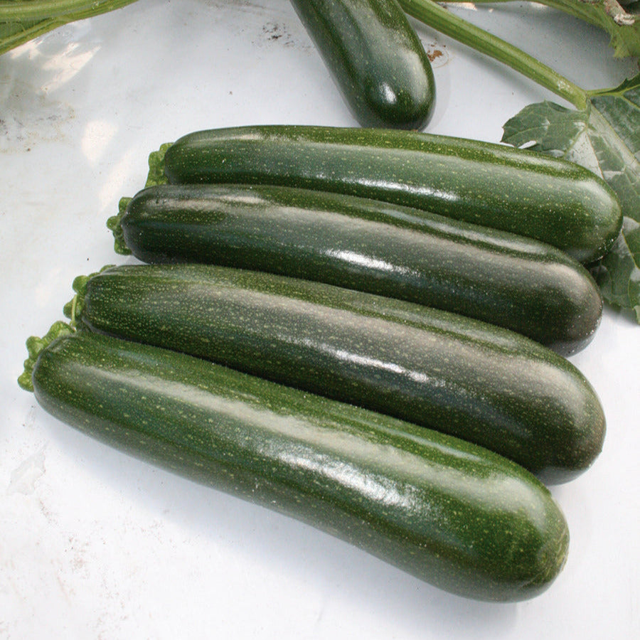 Hybrid Green Zucchini Squash - Cash Machine