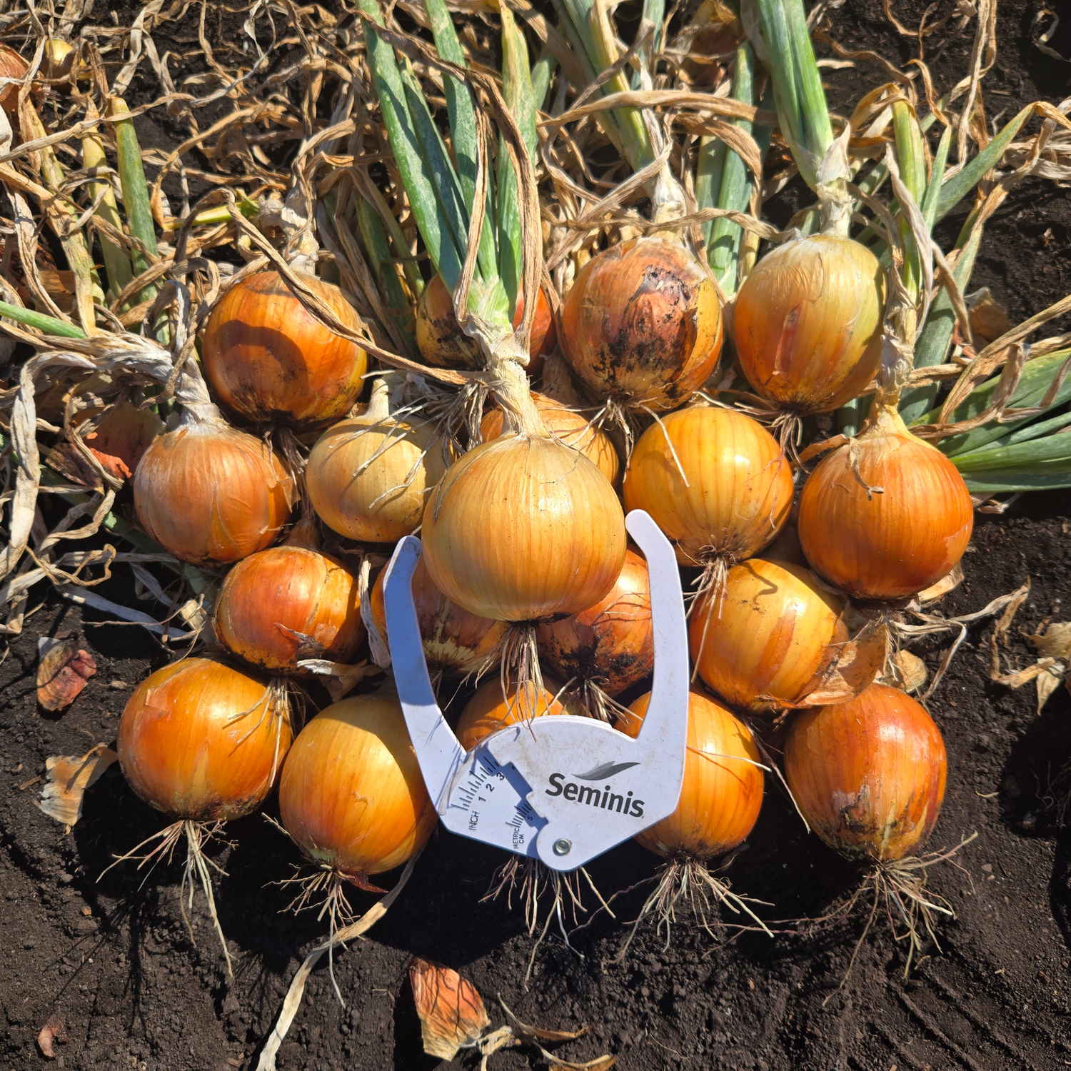 Hybrid Long Day Yellow Onion - Catskill