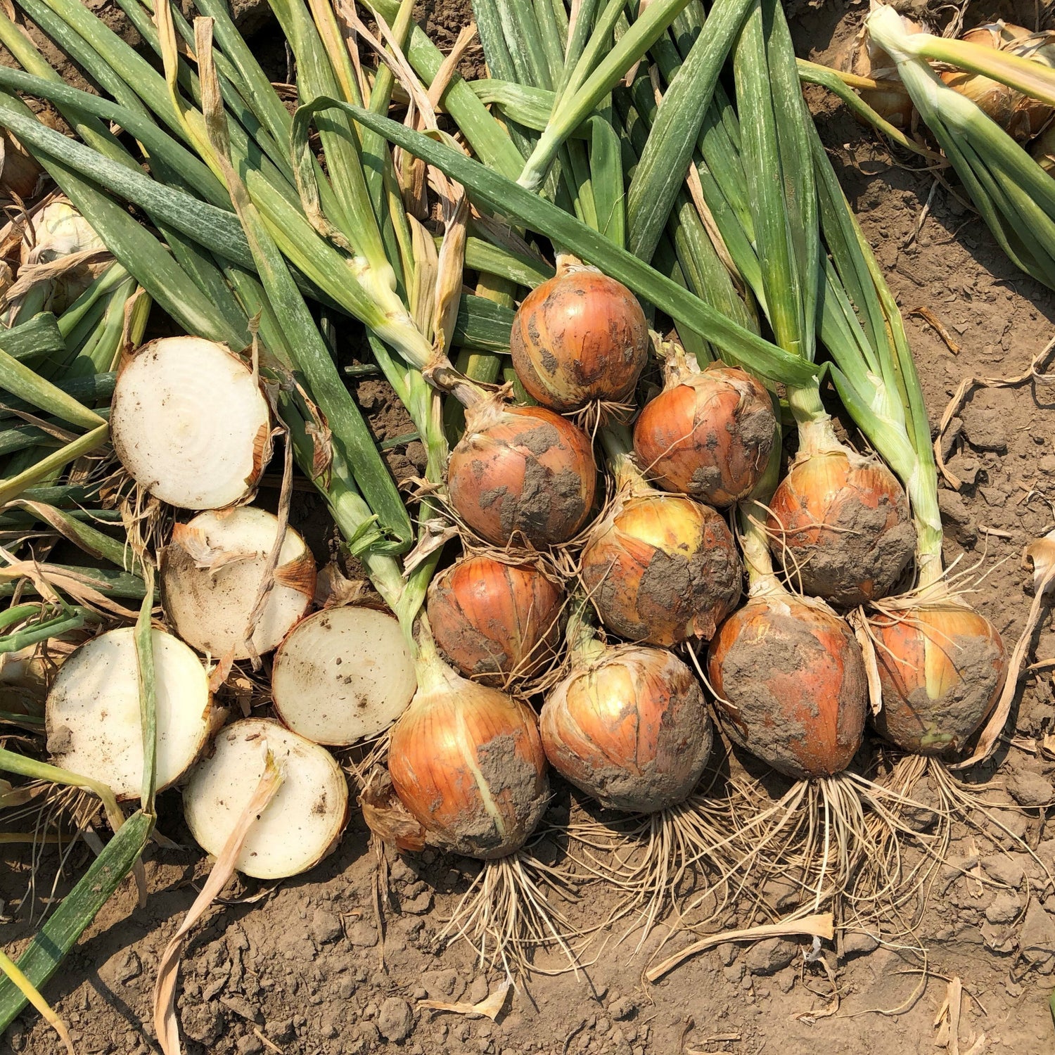 Hybrid Long Day Yellow Onion - Catskill