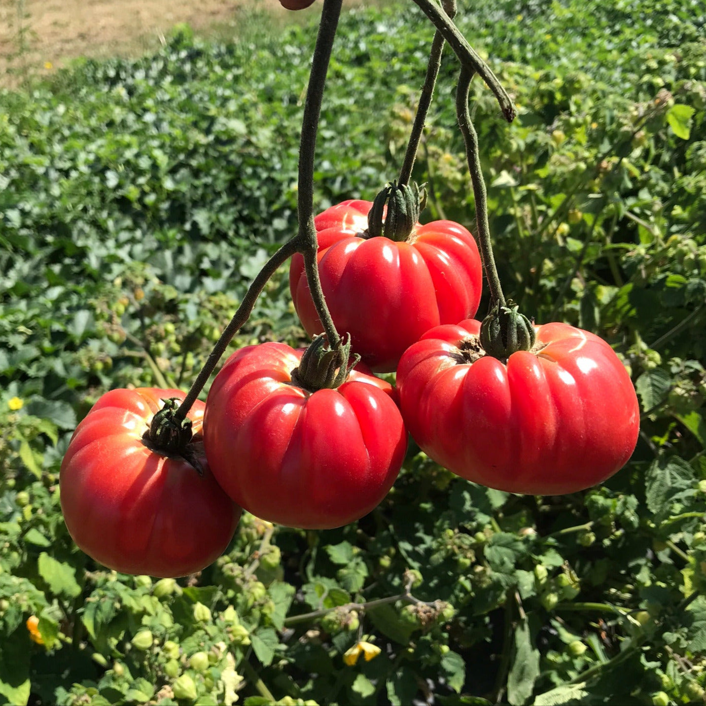 チャーミー・ローズボア 45cm チップ Hybrid Heirloom Type Tomato - Chef's Choice Pink – Gowan
