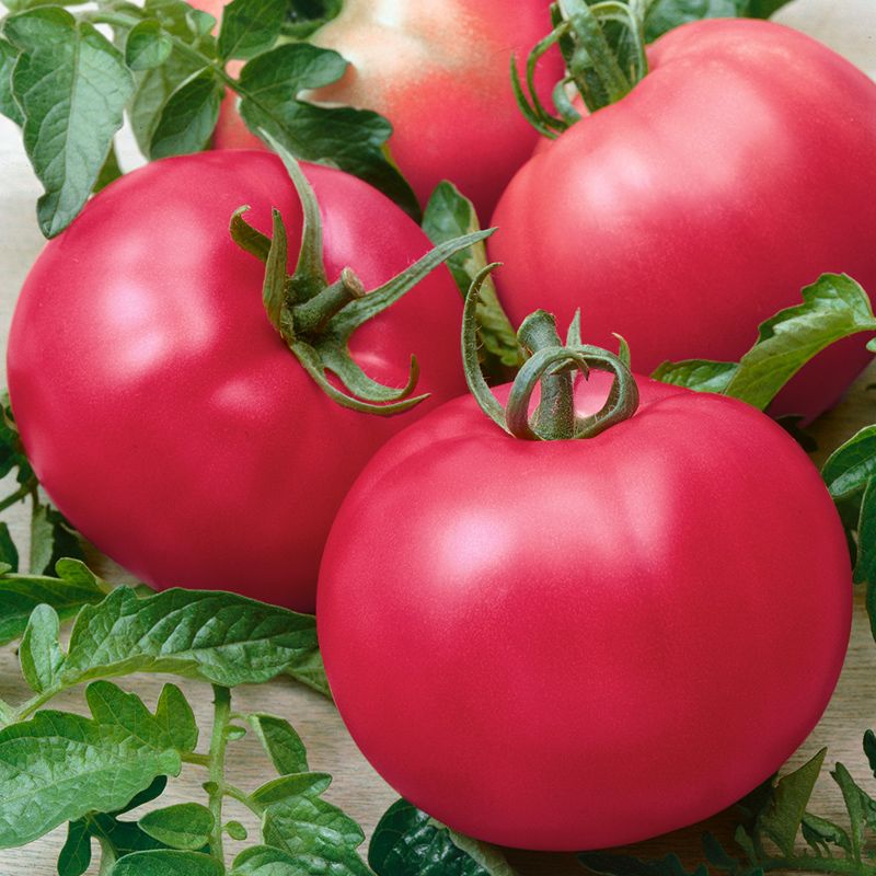 Hybrid Heirloom Type Tomato - Chef's Choice Pink – Gowan