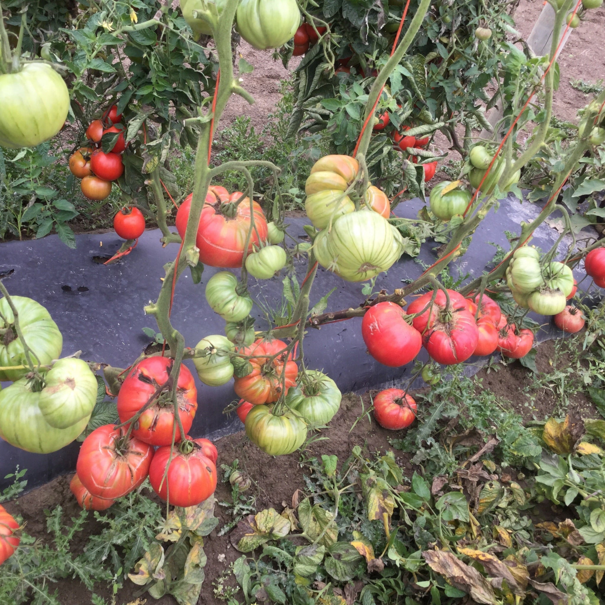 チャーミー・ローズボア 45cm チップ Hybrid Heirloom Type Tomato - Chef's Choice Pink – Gowan