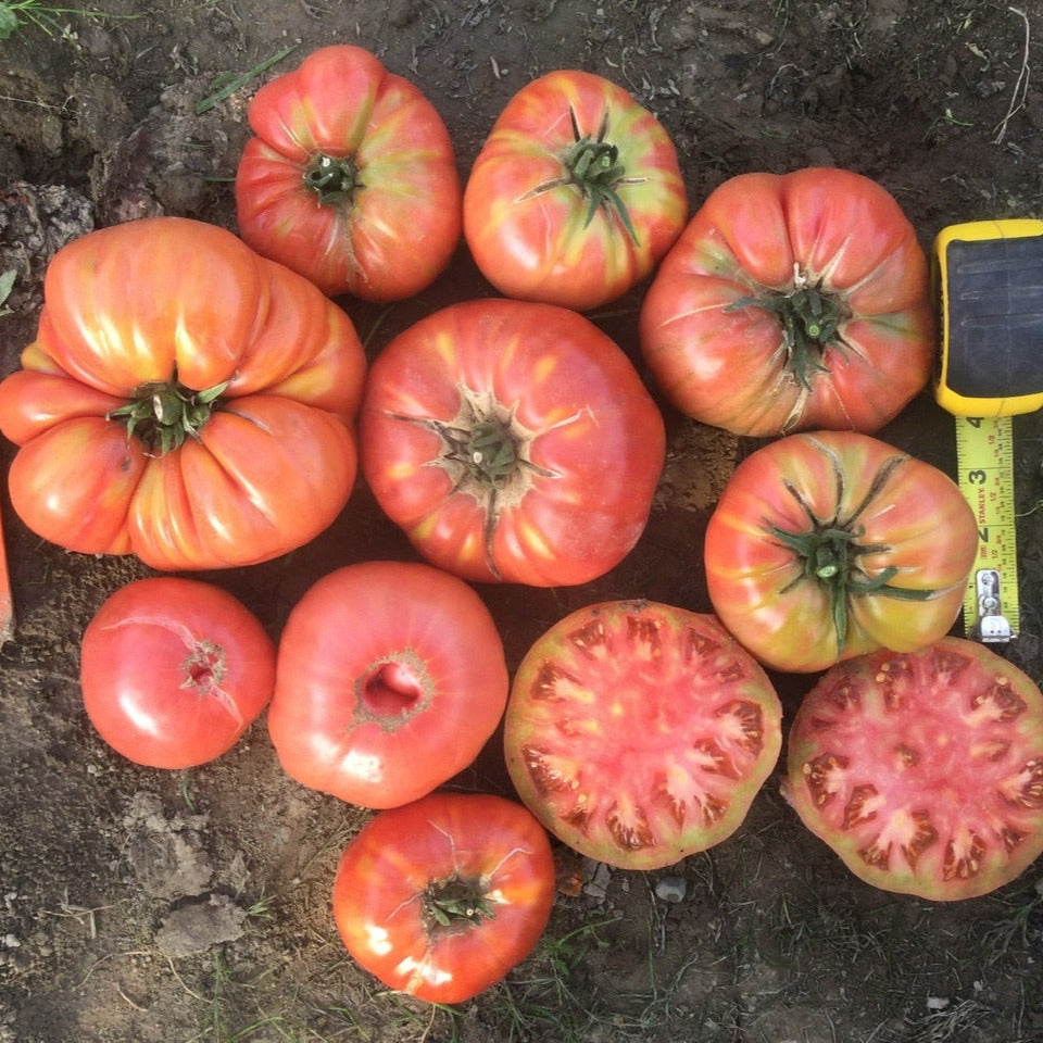 Hybrid Heirloom Type Tomato - Chef's Choice Pink – Gowan