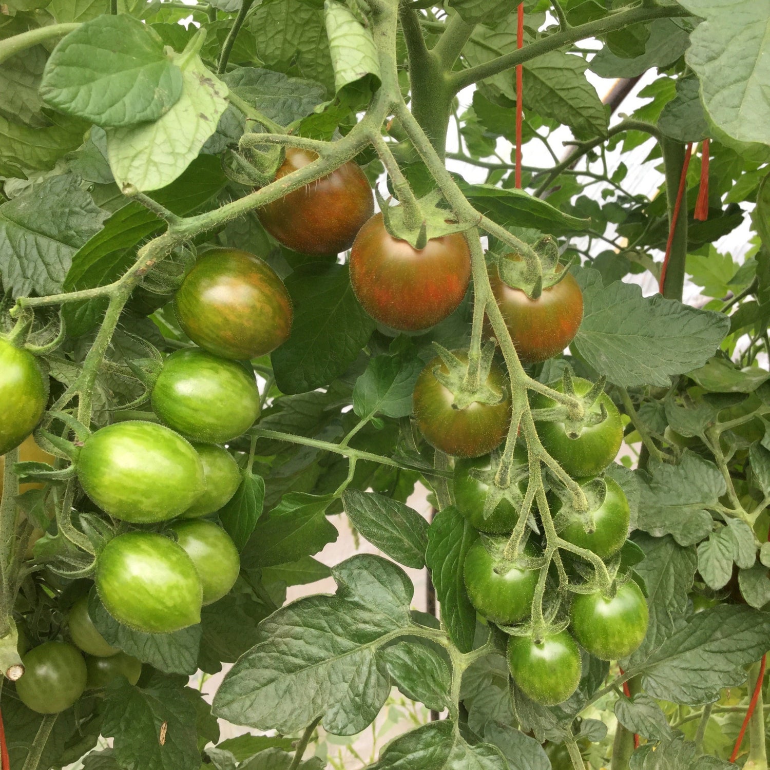 Hybrid Heirloom Type Tomato - Chocolate Sprinkles