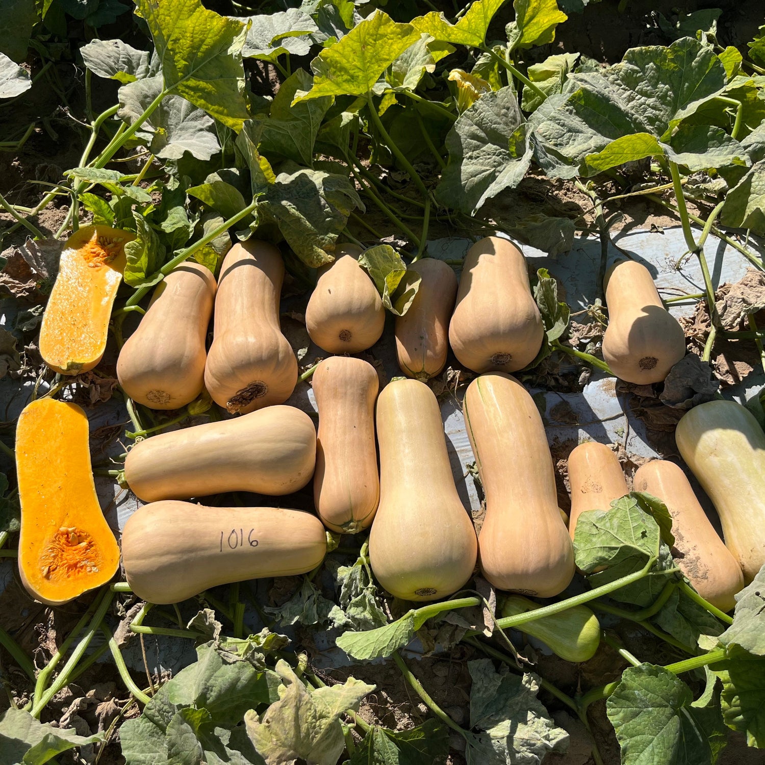 Hybrid Butternut Squash - Cilla