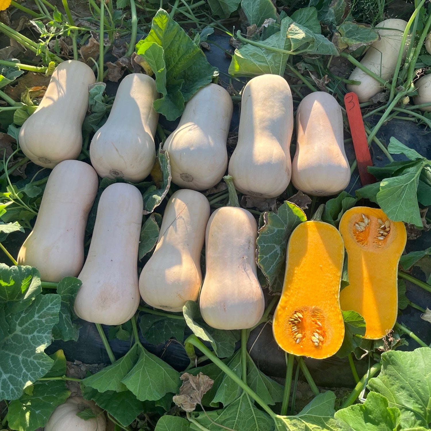 Hybrid Butternut Squash - Cilla