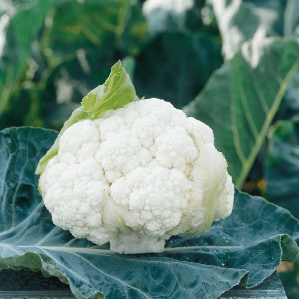 Hybrid White Cauliflower - Clarify