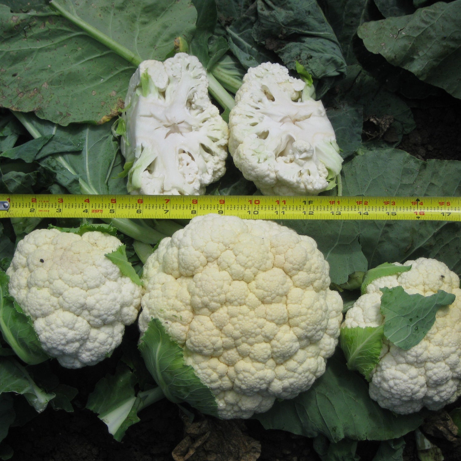 Hybrid White Cauliflower - Clarify