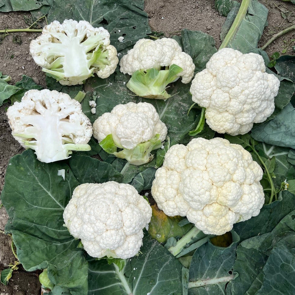 Hybrid White Cauliflower - Clarify