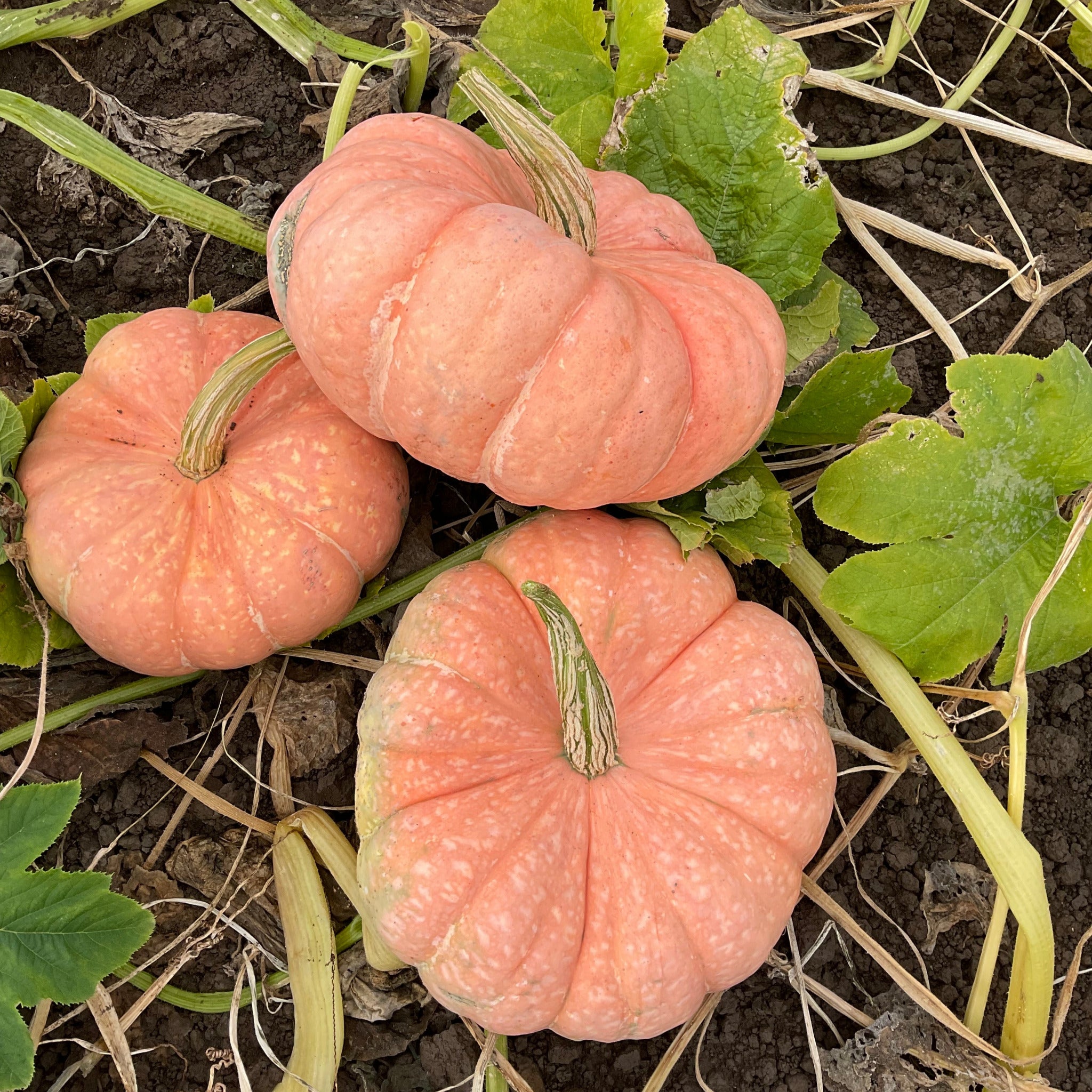 OP Specialty Pumpkin - Colorado Sun – Gowan