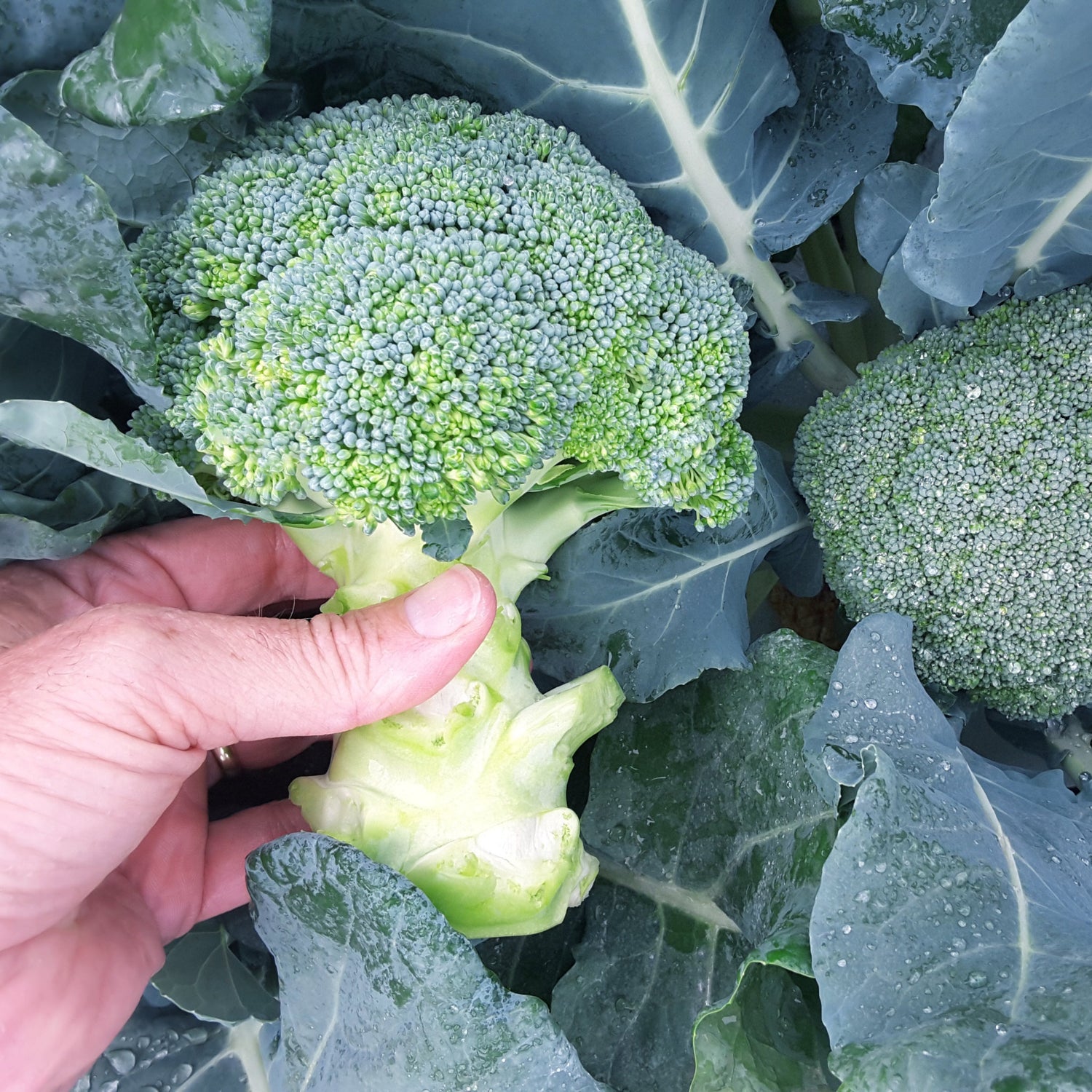 Hybrid Broccoli - Commonwealth