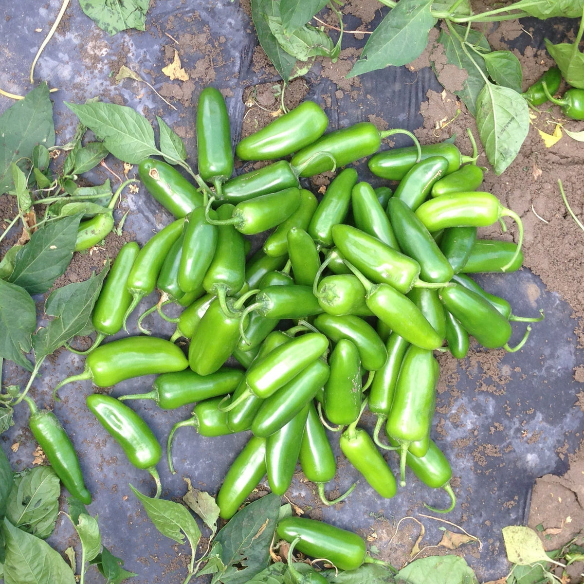 Compadre Pepper Hybrid Jalapeno Pepper - Compadre – Gowan