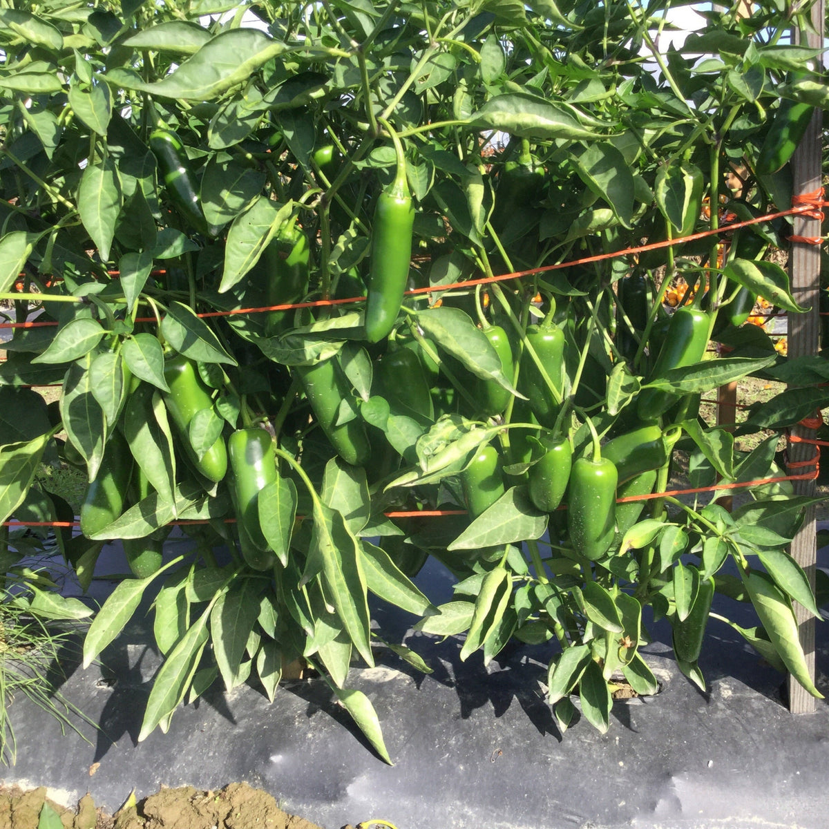 Compadre Pepper Hybrid Jalapeno Pepper - Compadre – Gowan