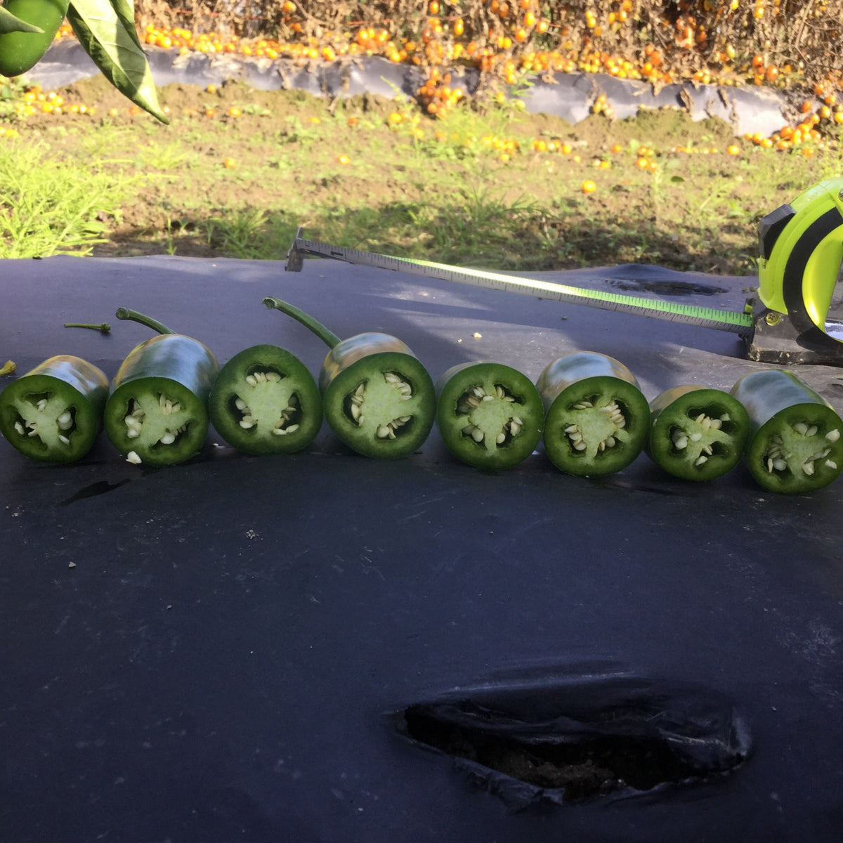 Compadre Pepper Hybrid Jalapeno Pepper - Compadre – Gowan