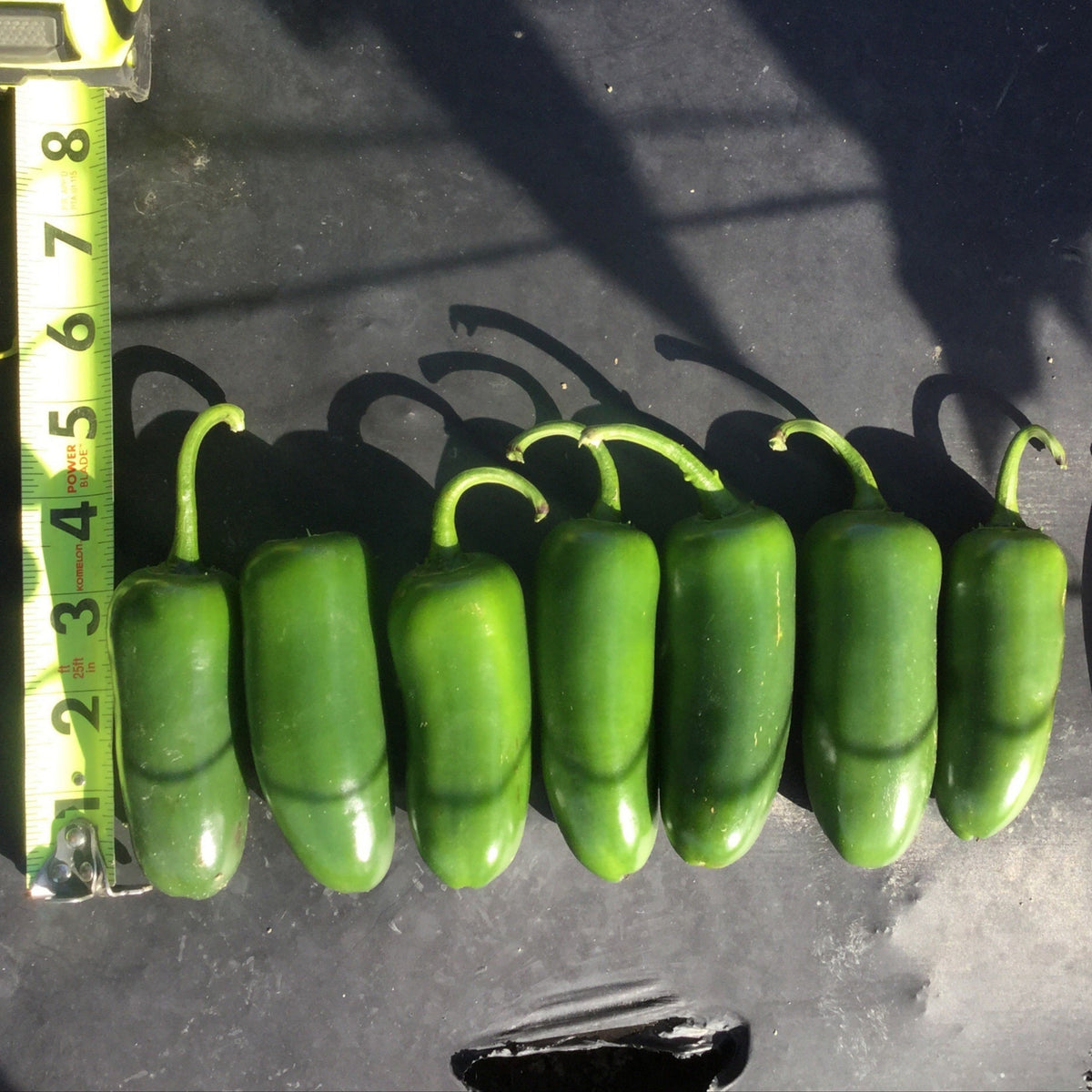 Compadre Pepper Hybrid Jalapeno Pepper - Compadre – Gowan