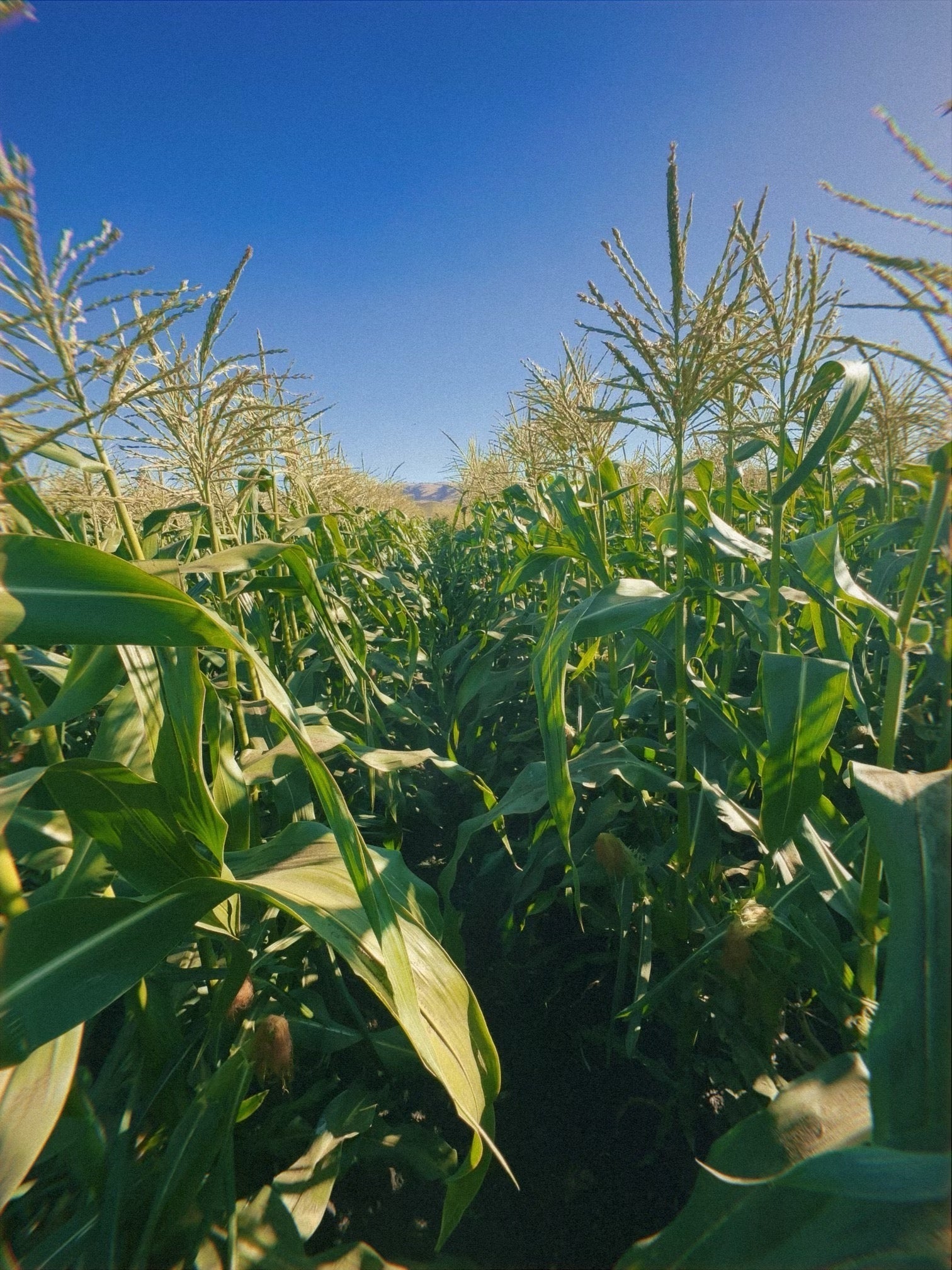 Product Development Gowan