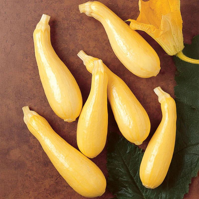 Hybrid Yellow Straightneck Squash - Cougar