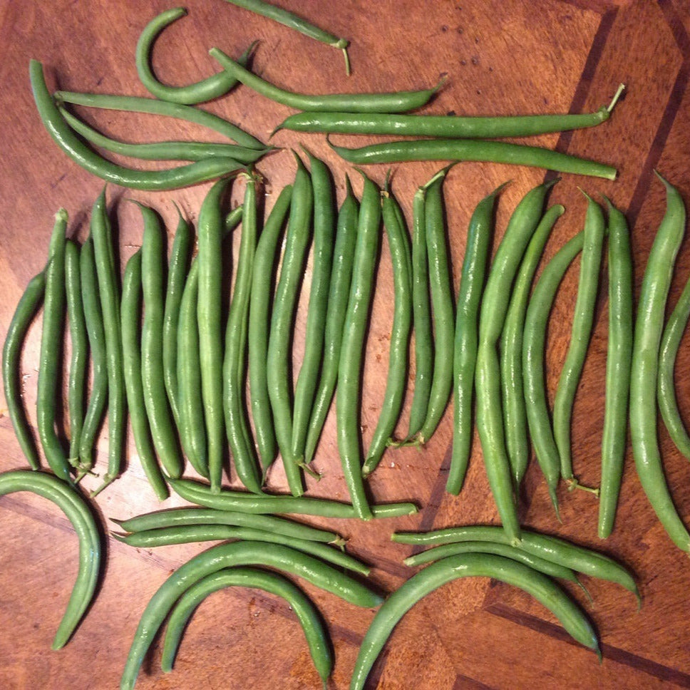 OP Green Bush Bean - Coyote