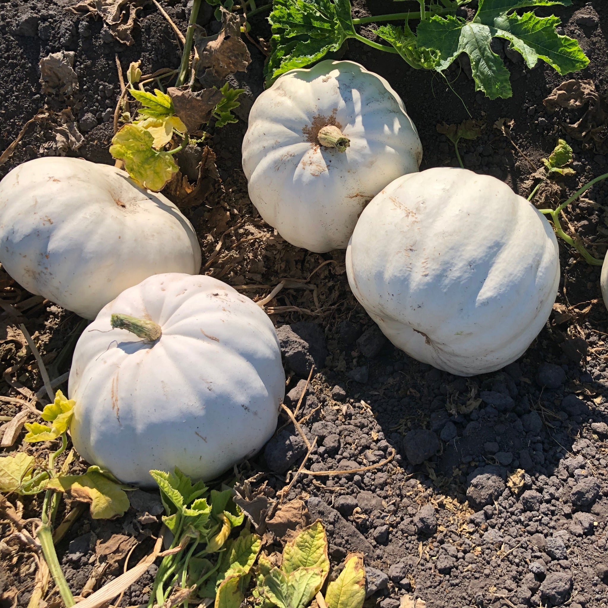 OP White Pumpkin - Crystal Star – Gowan