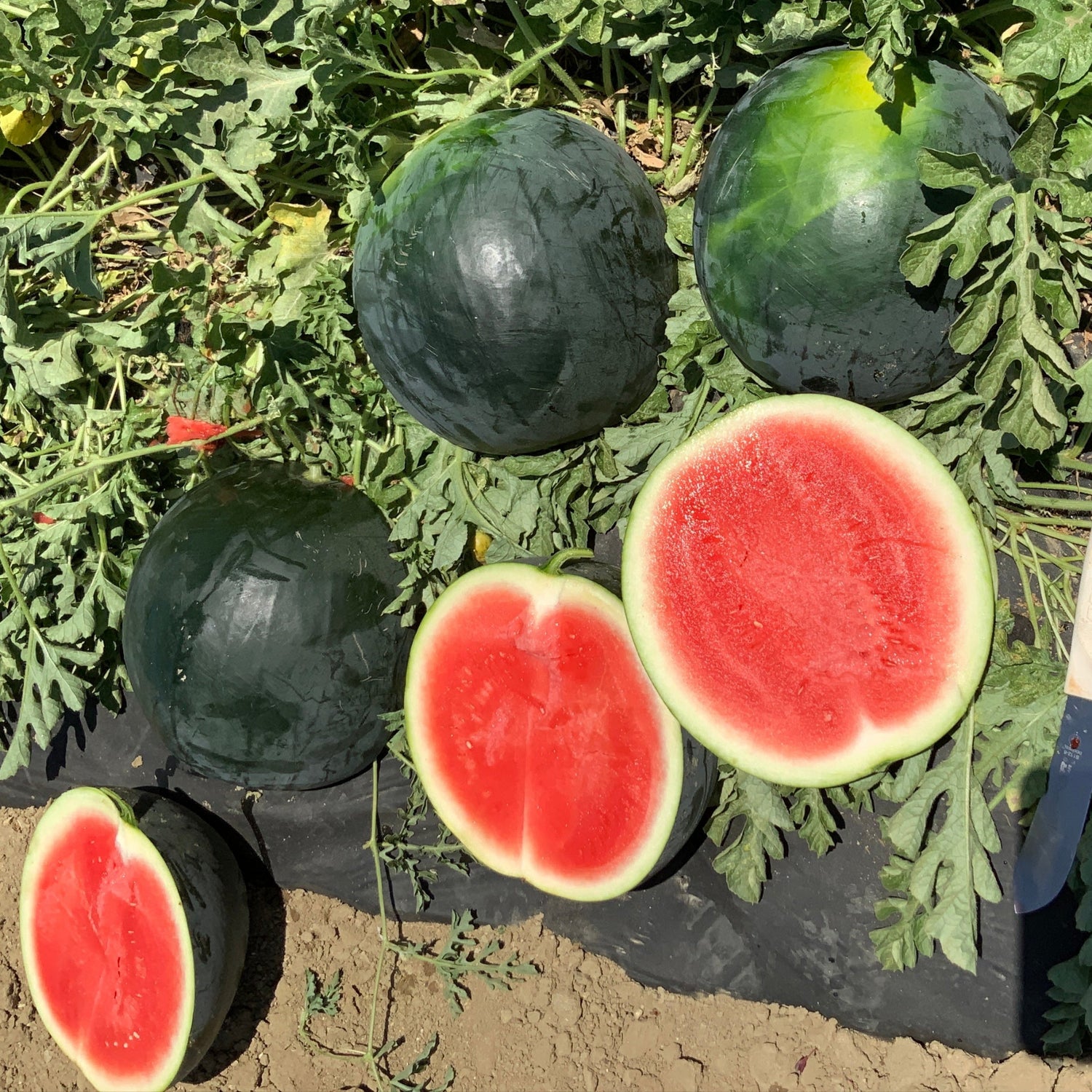 Hybrid Triploid (Seedless) Sugar Baby Rind Watermelon - Dark Knight