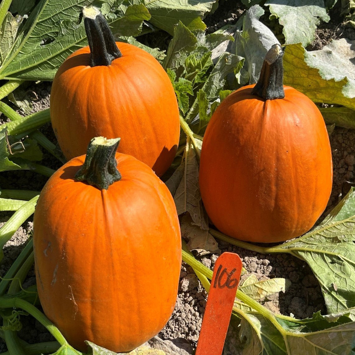 Hybrid Small/Pie Pumpkin - Darling