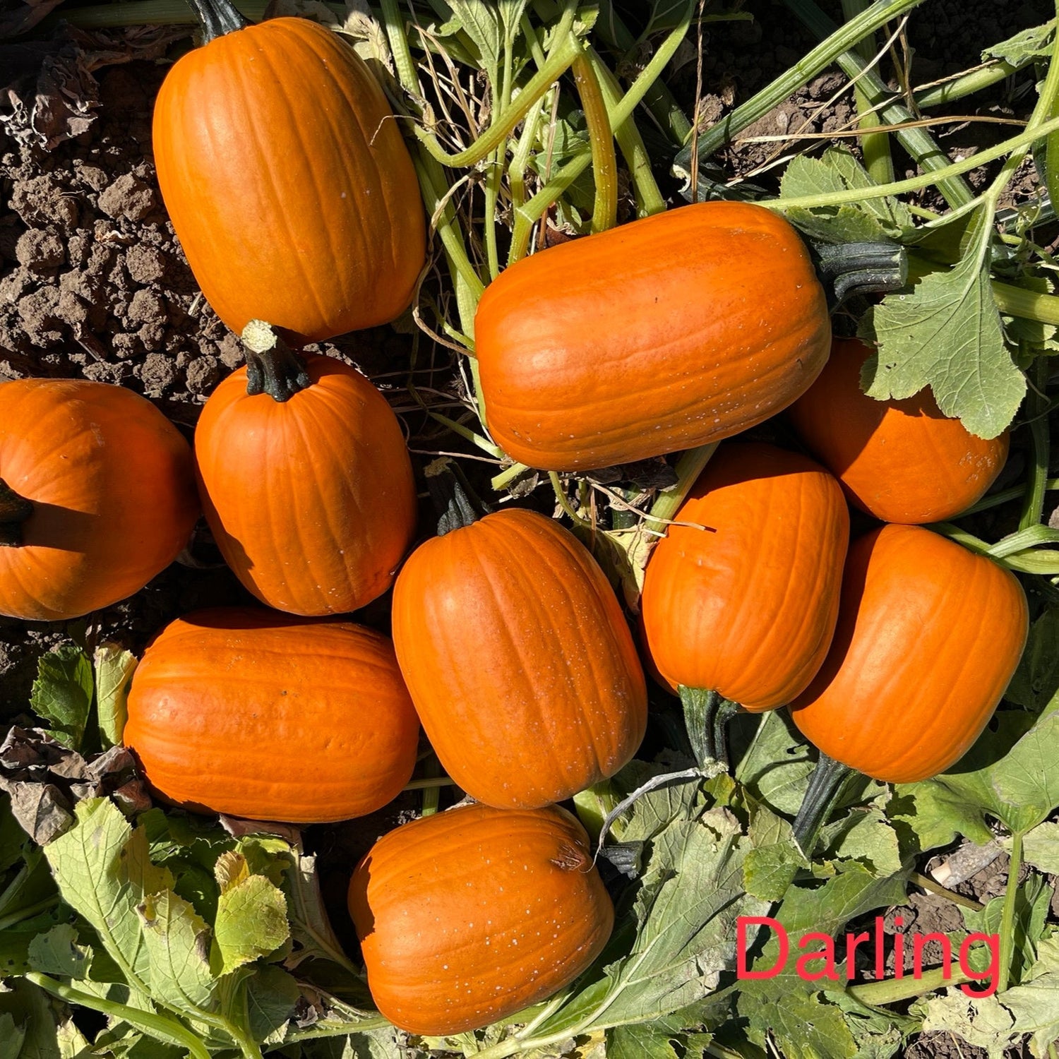 Hybrid Small/Pie Pumpkin - Darling