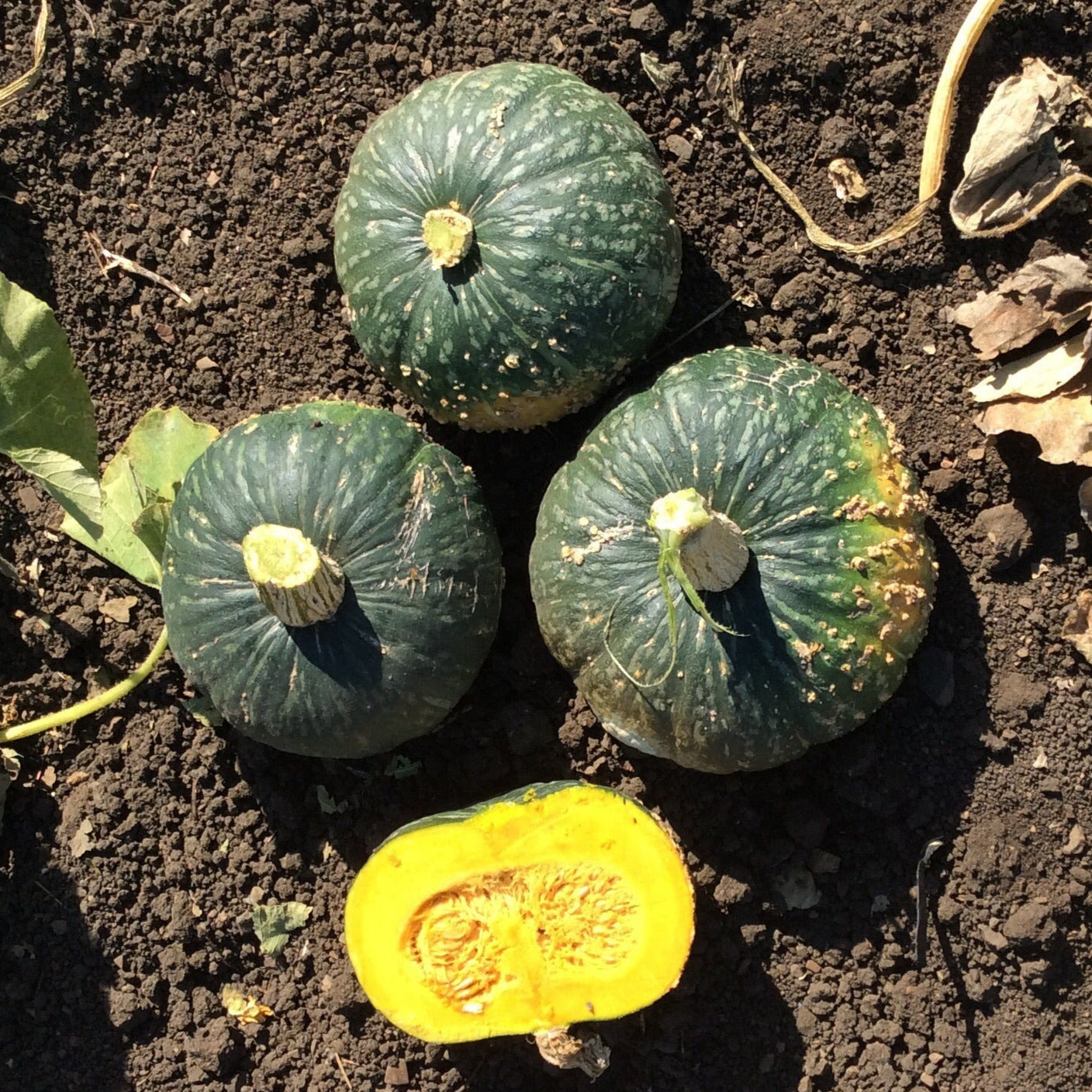 Buttercup/Kabocha Squash – Gowan