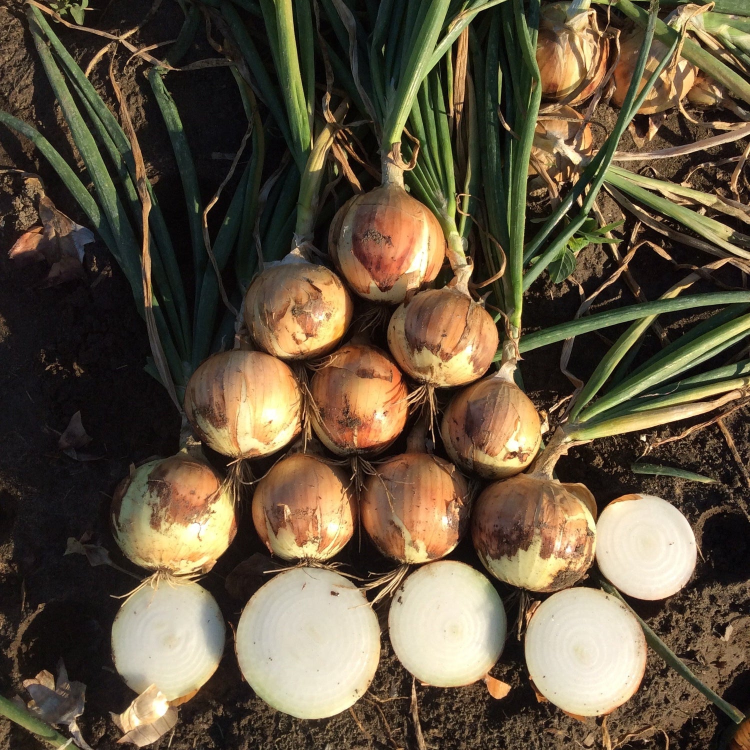 Hybrid Intermediate Day Yellow Onion - Delightful