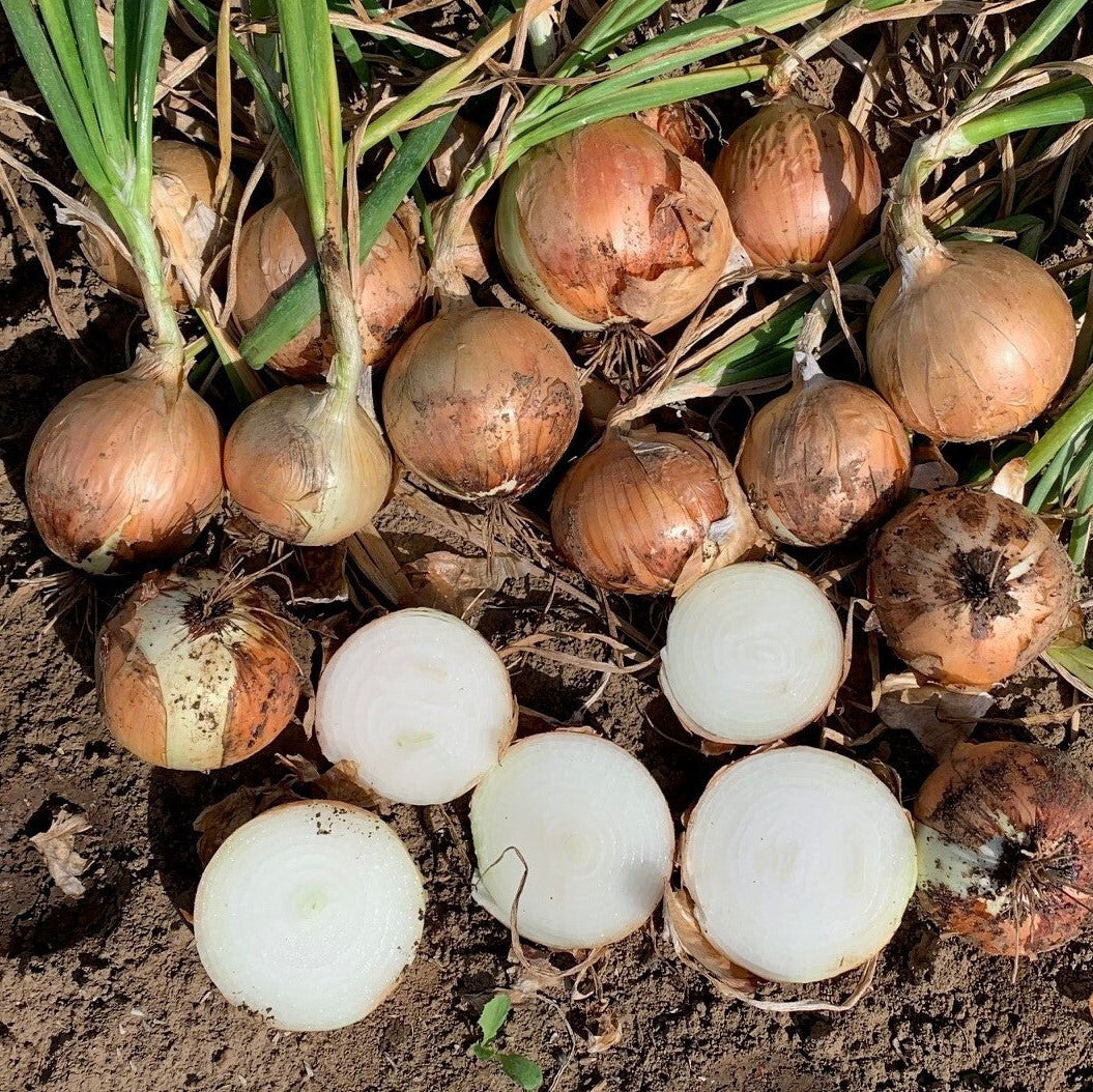 Hybrid Intermediate Day Yellow Onion - Delightful