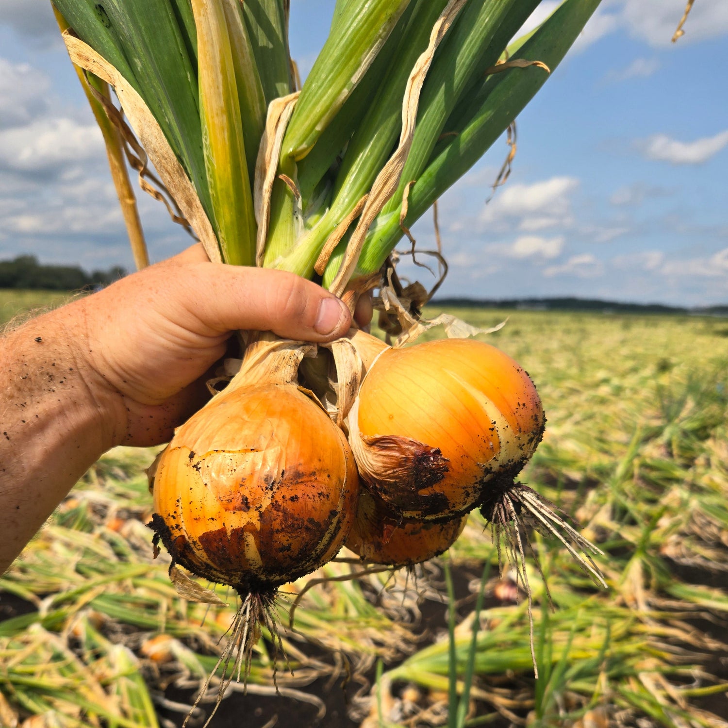 Hybrid Intermediate Day Yellow Onion - Delightful