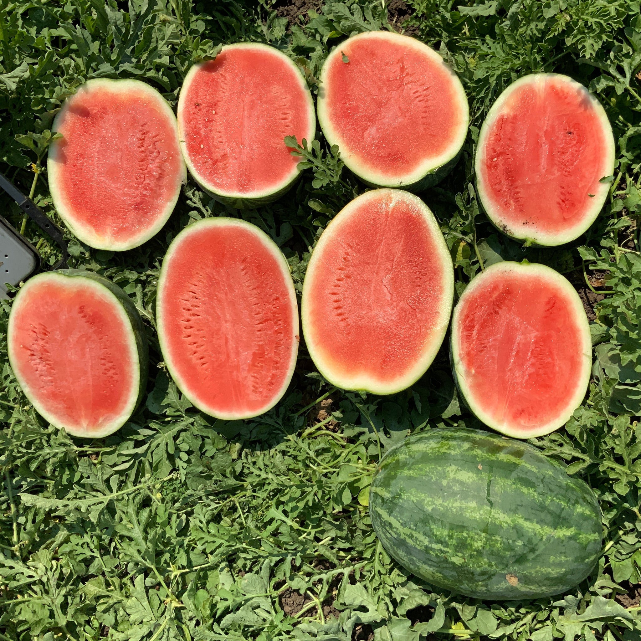 Seedless (Triploid) Watermelon – Gowan
