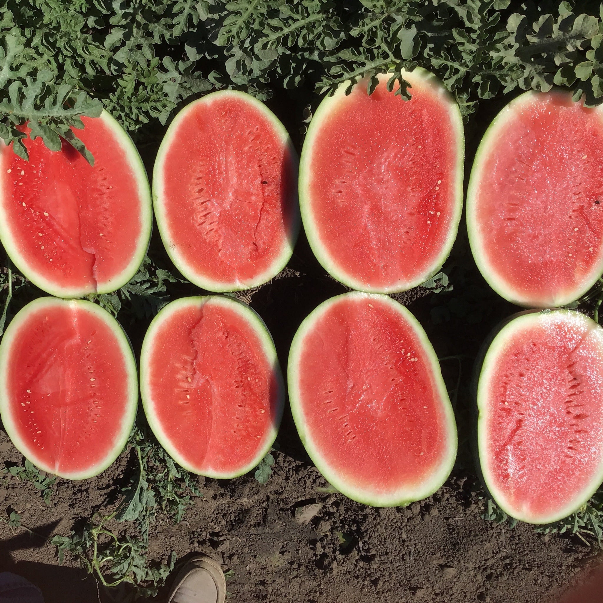 Bee  Watermelon【希少】 Twilley Seed - Watermelon Triploid