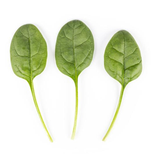 Hybrid Spinach - Diamondback RZ