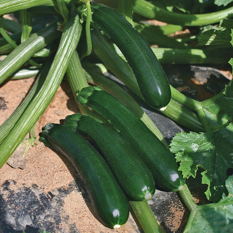 Hybrid Green Zucchini Squash - Dunja
