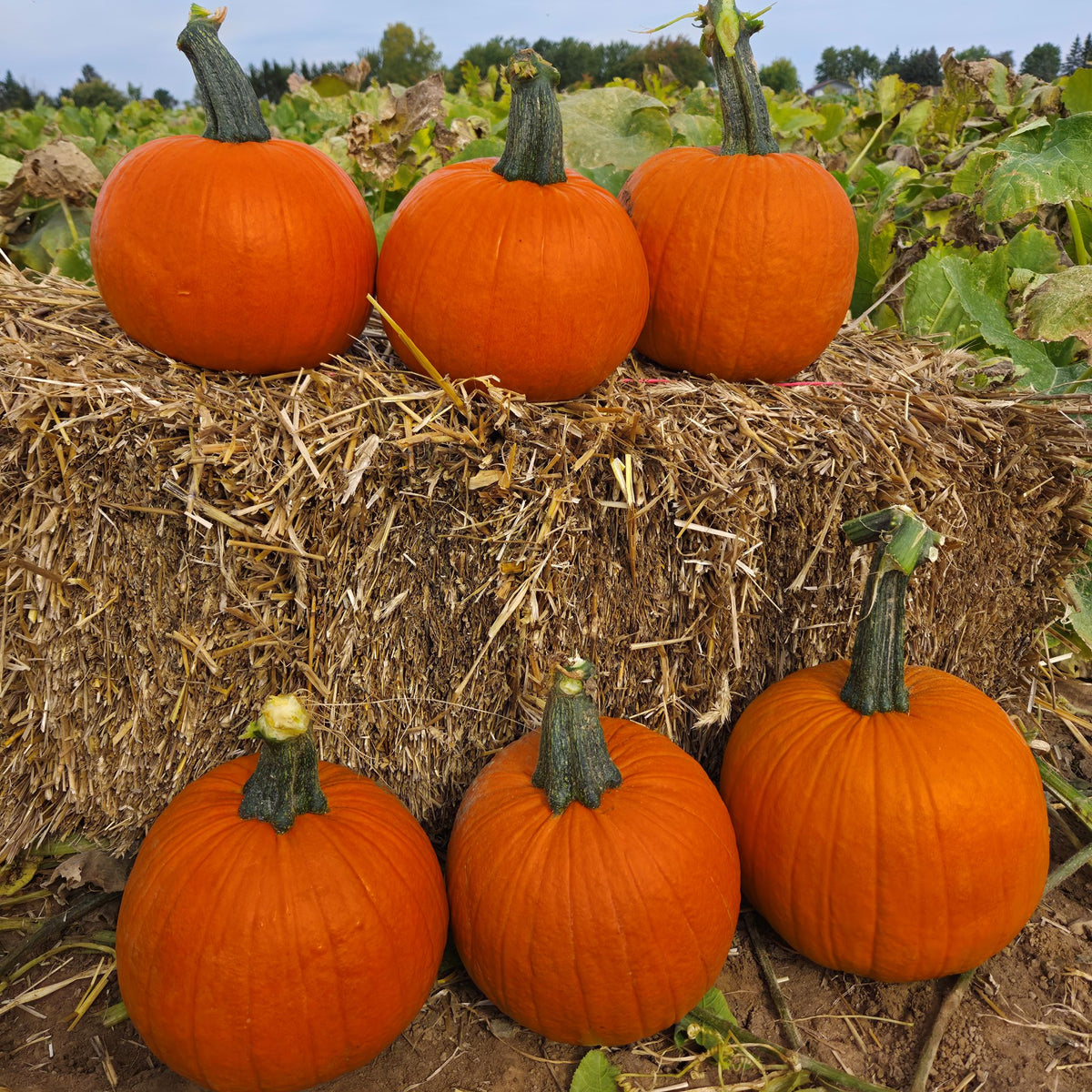 Hybrid Small/Pie Pumpkin - Early Abundance